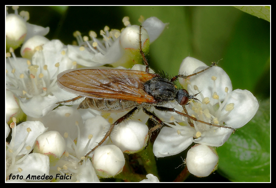 Dalla Sicilia: dittero Empididae, Empis cf. tessellata F